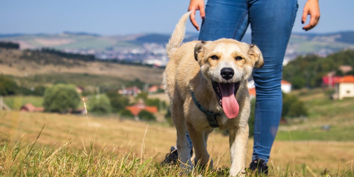 A person calmly and gently interacting with a dog outdoors, symbolizing overcoming cynophobia.
